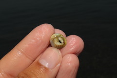 Steromphala divaricata