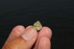 Steromphala divaricata