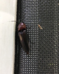 Parallelostethus attenuatus