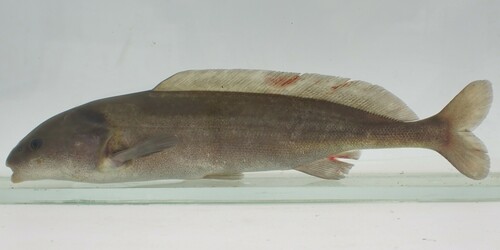 Elephant snout (Mormyrus hasselquistii) — Mormyridae