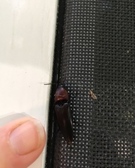 Parallelostethus attenuatus