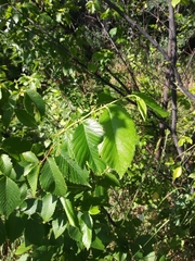 Ulmus americana