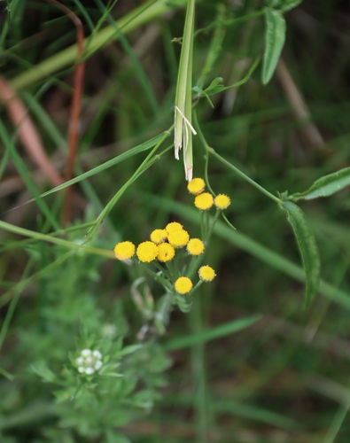 Image of Golden Flat-Flower (Schistostephium crataegifolium) by (c) Tony Rebelo, some rights reserved (CC BY-SA)