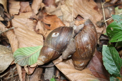 Archachatina