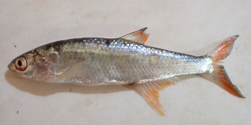 Nigerian pike barb (Raiamas nigeriensis) — Cyprinidae