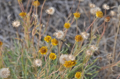 Erigeron linearis
