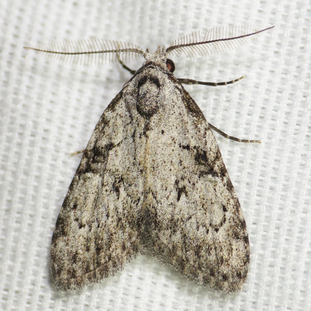 Meganola dentata
