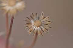 Erigeron linearis
