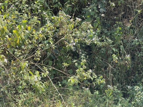 Siam weed