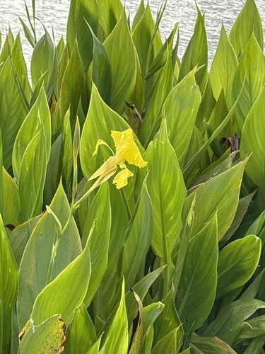 Foto de Biri-amarelo