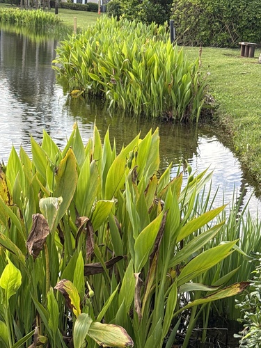 Foto de Biri-amarelo