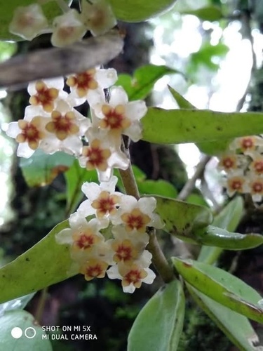Hoya burmanica