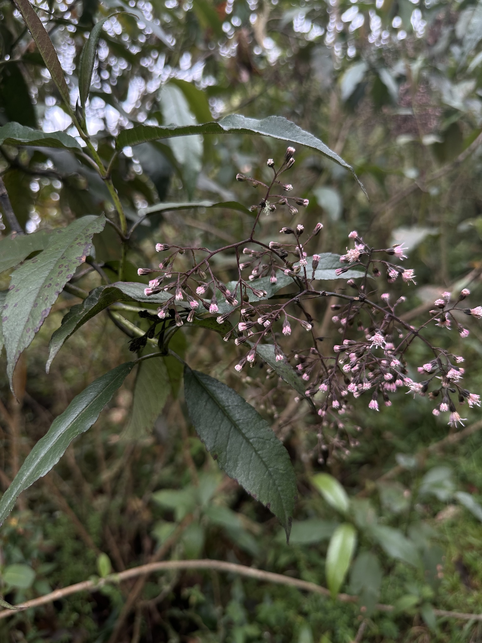 Ageratina ampla