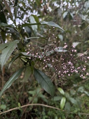 Ageratina ampla