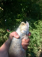 Hiodon alosoides