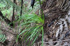 Machaerina sinclairii