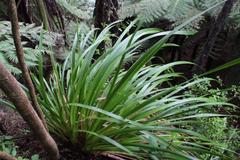 Machaerina sinclairii