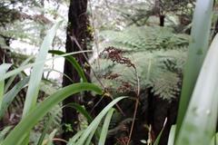 Machaerina sinclairii