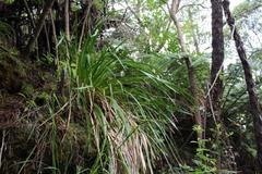 Machaerina sinclairii