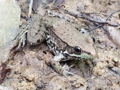 Lithobates clamitans