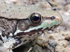 Lithobates clamitans