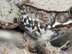 Lithobates clamitans