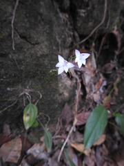 Cranichis ciliilabia