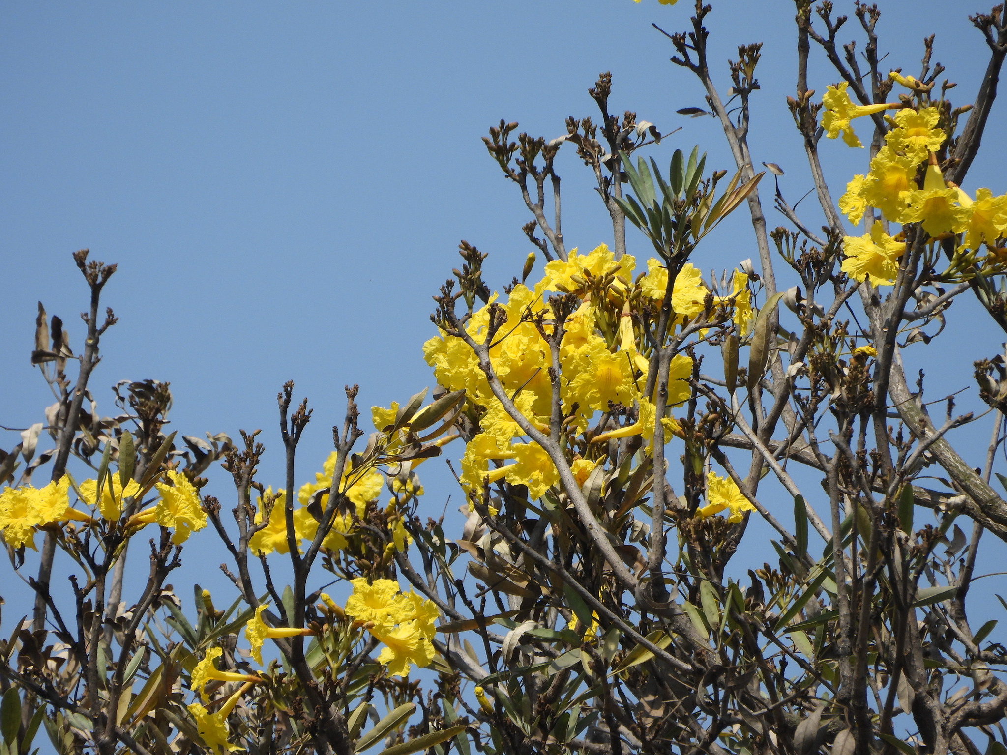Imagem de Ipê-amarelo
