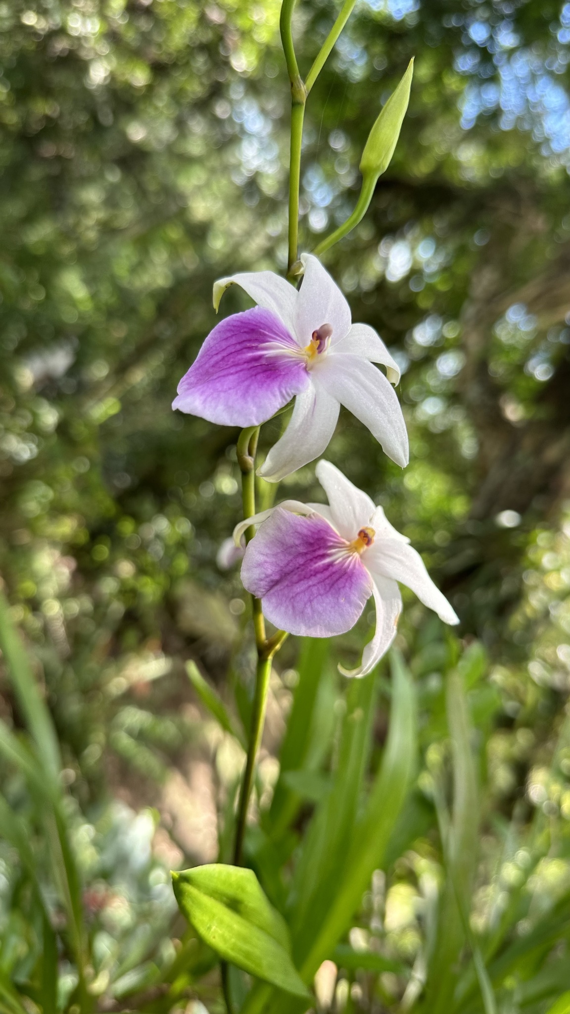Imagem de Orquídea