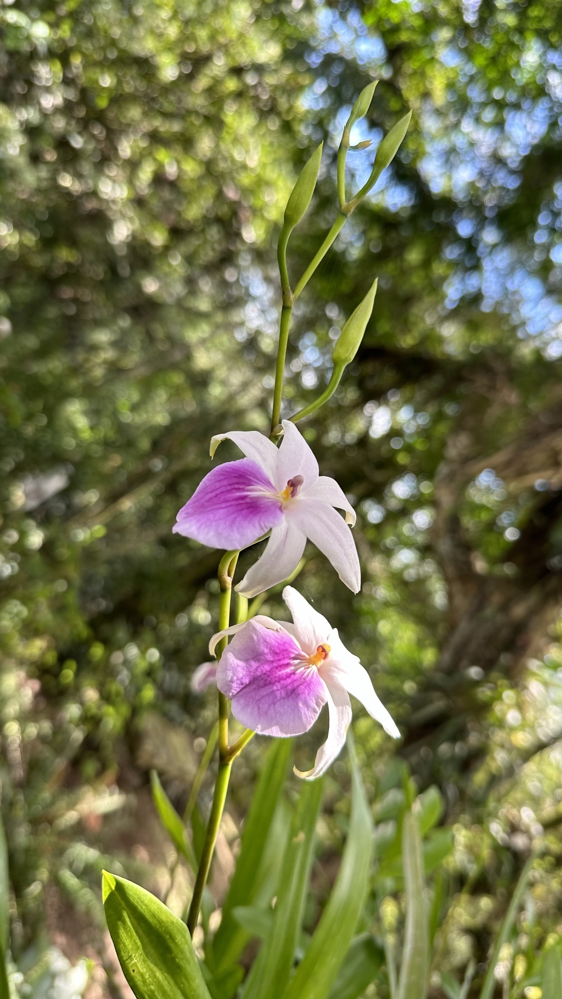 Imagem de Orquídea