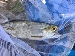 Hiodon alosoides