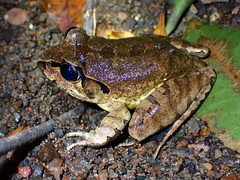 Southern Stuttering Barred Frog photo 2
