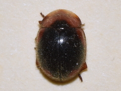 Pseudoryssomus