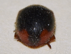 Pseudoryssomus