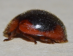 Pseudoryssomus