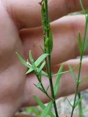 Hypericum drummondii