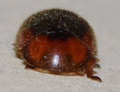 Pseudoryssomus