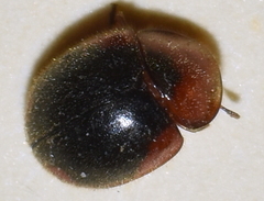 Pseudoryssomus