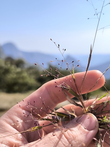 Panicum atrosanguineum