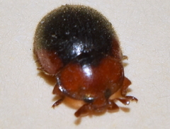 Pseudoryssomus