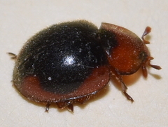 Pseudoryssomus