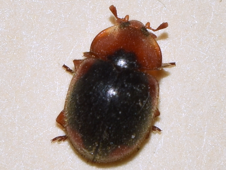 Pseudoryssomus