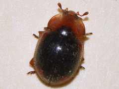 Pseudoryssomus