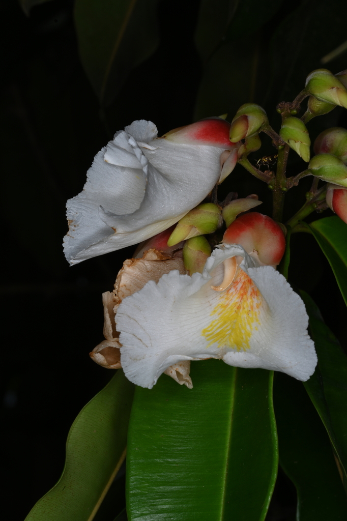 Qualea acuminata