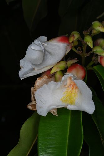 Qualea acuminata