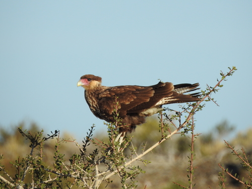 Crested Caracara