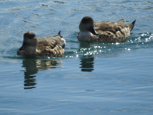 Crested Duck (Lophonetta specularioides)