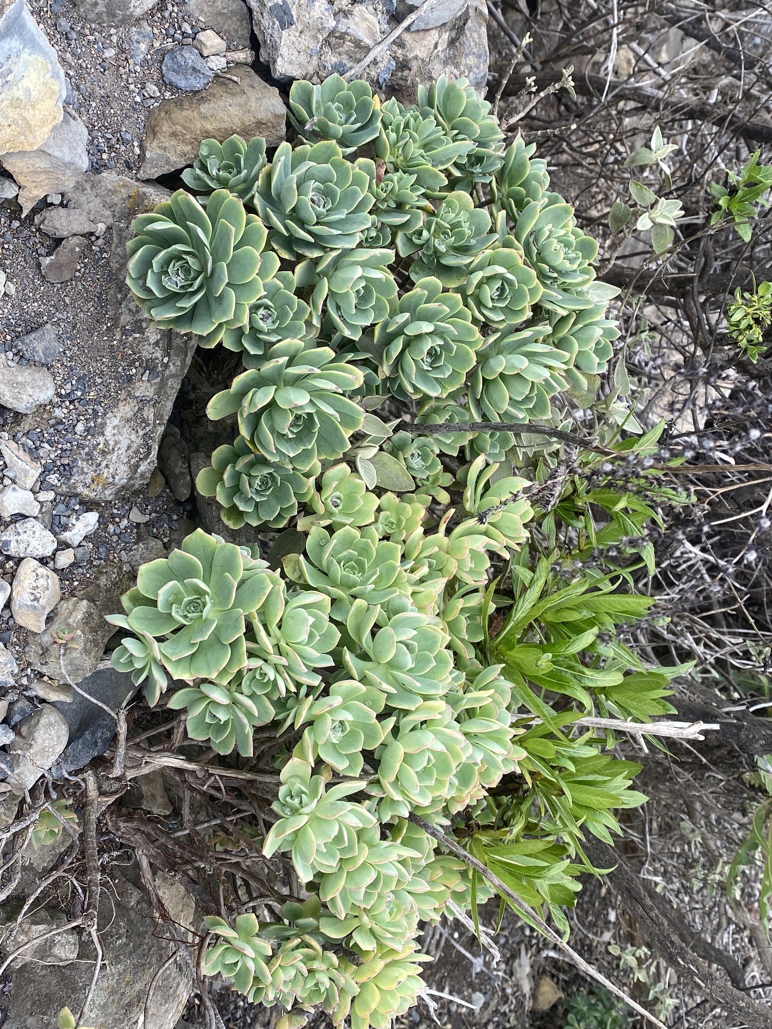 Imagem de Aeonium Catavento