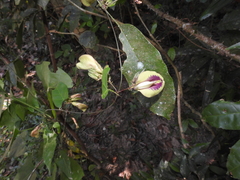 Centrosema sagittatum