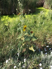Helianthus annuus